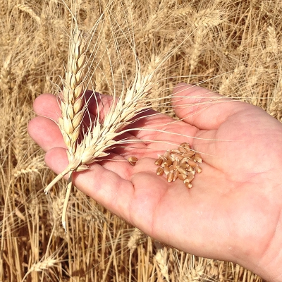 ALP TARIM Ekiz Ekmeklik Buğday &Ccedil;umra