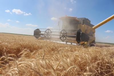 13.07.2020  Konya / Karapınar Halis Kırmızı Ekmeklik Buğday &Ccedil;eşidi Tarla G&uuml;n&uuml;