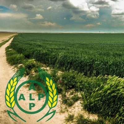 Ekiz Ekmeklik Buğday -  K&uuml;&ccedil;&uuml;kbece k&ouml;y&uuml;, Karapınar İl&ccedil;esi