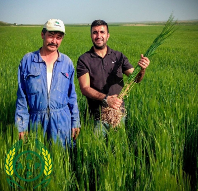 Konevi 2 Sıralı Yemlik Arpa - B&ouml;ğr&uuml;delik, Cihanbeyli