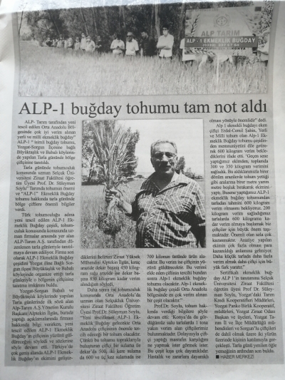 11 Haziran 2020  Yozgat /Sorgun Alp 1 Kırmızı Ekmeklik Buğday &Ccedil;eşidi Tarla G&uuml;n&uuml;
