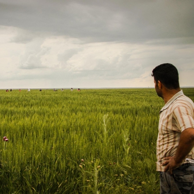 Ekiz Ekmeklik Buğday - Insuyu Kasabası, Cihanbeyli