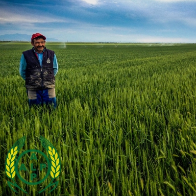 Ekiz Ekmeklik Buğday - Demiryalı Mevki, Karapınar