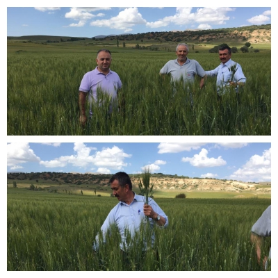 Soylu Makarnalık Buğdayı