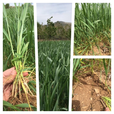 Soylu Makarnalık Buğdaylarının Kontrol&uuml;